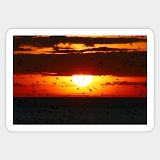 Starlings at Sunset Sticker